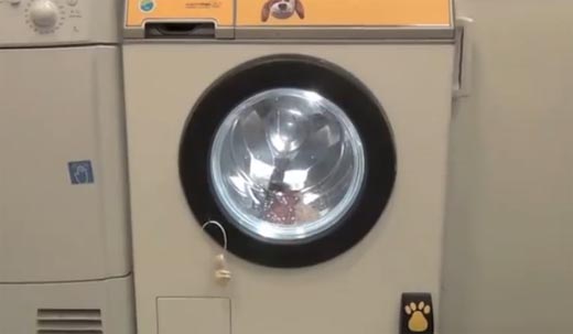 dog wash machine 4